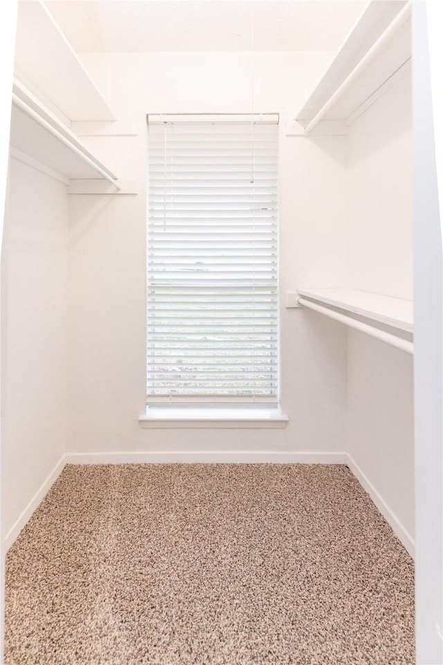 spacious closet with carpet floors