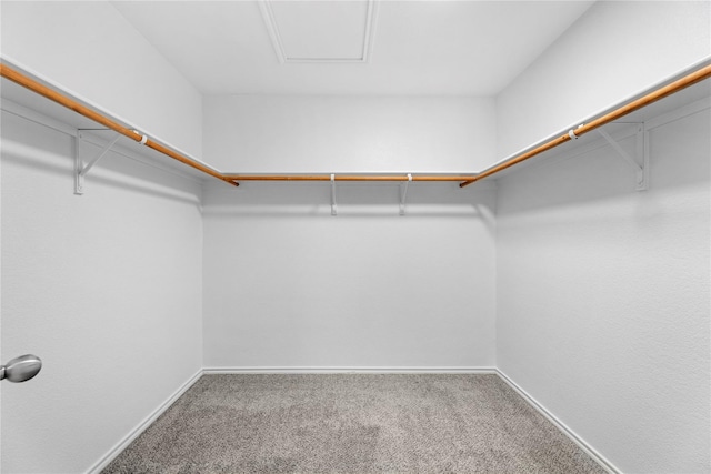 walk in closet featuring carpet flooring