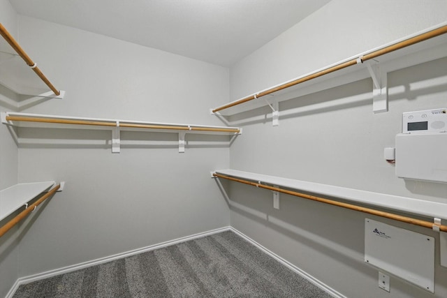 spacious closet featuring carpet