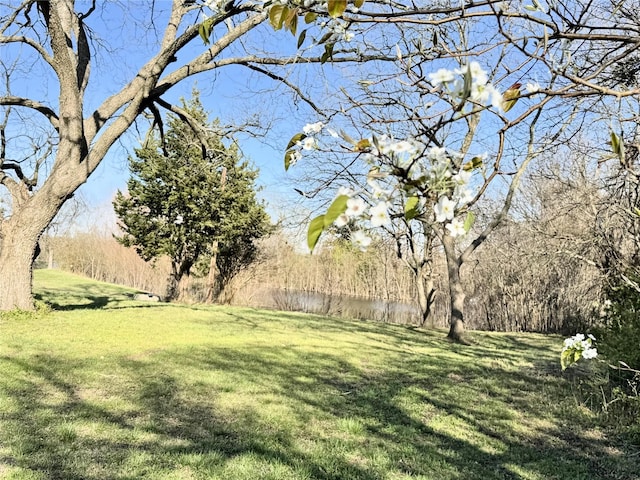 view of yard featuring a wooded view