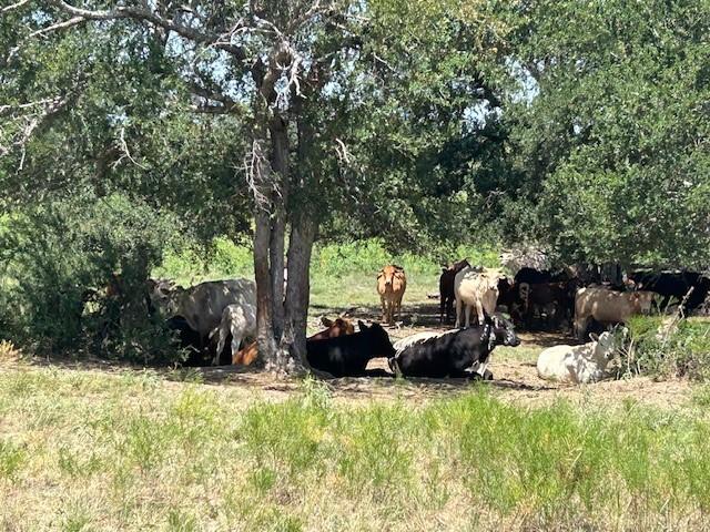 000 Fm 1444th Rd, Burlington, TX 76519