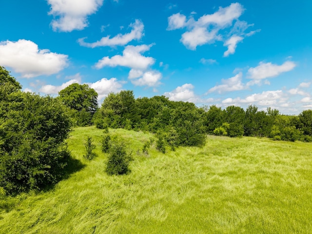 view of local wilderness
