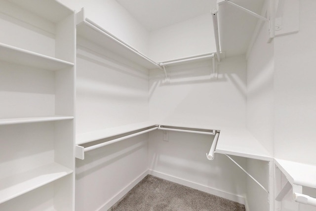 spacious closet featuring carpet floors