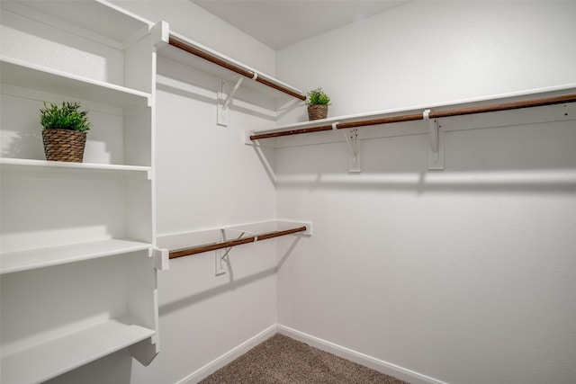 spacious closet featuring carpet