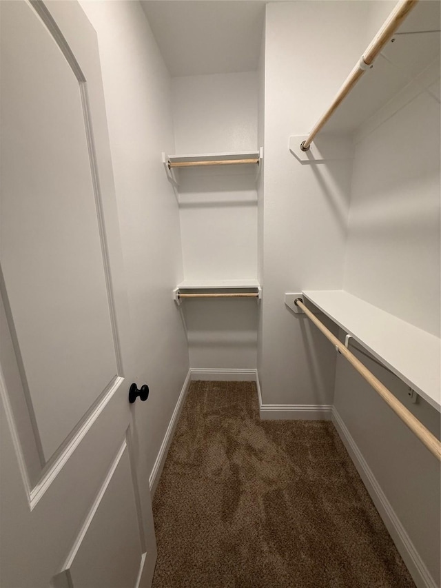spacious closet featuring carpet