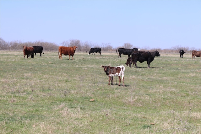 293ACRES Deer Creek Rd, Henrietta, TX 76365