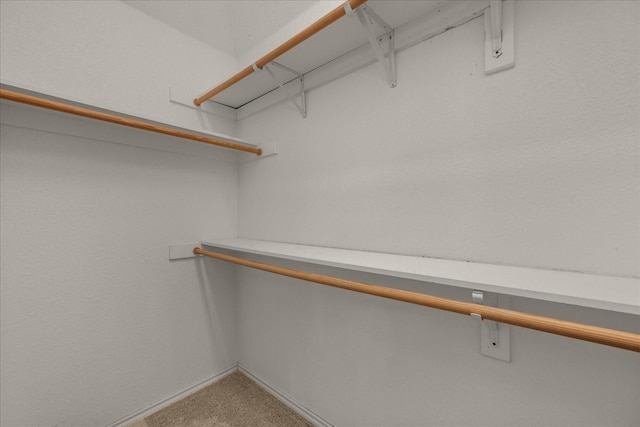 spacious closet featuring carpet floors