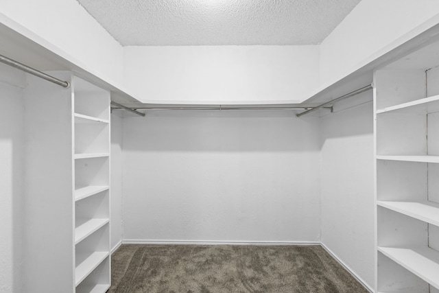 walk in closet with carpet flooring