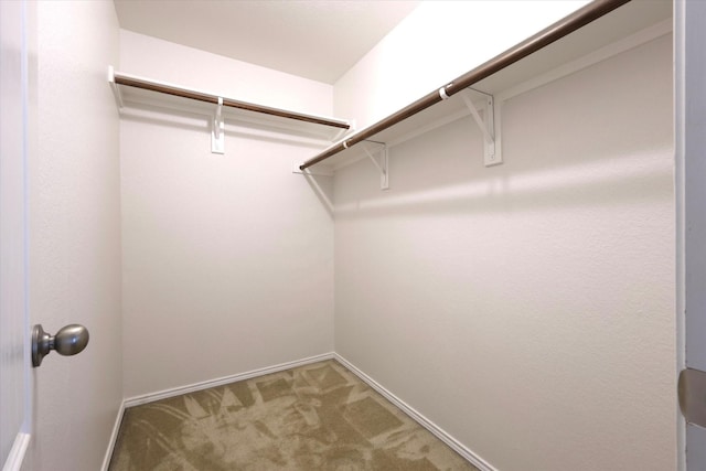 walk in closet featuring carpet flooring