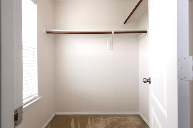 walk in closet featuring carpet flooring