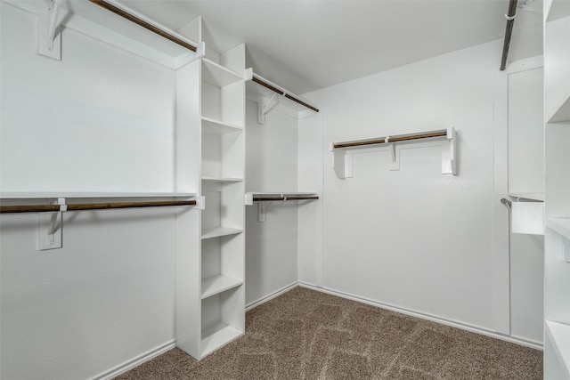 walk in closet featuring carpet