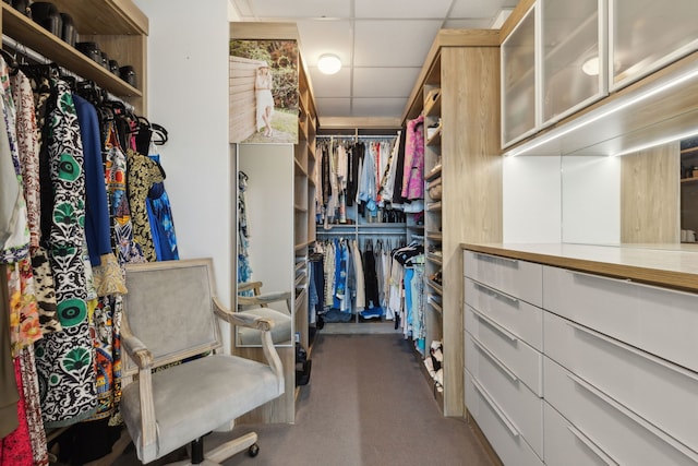 spacious closet with a paneled ceiling and carpet floors
