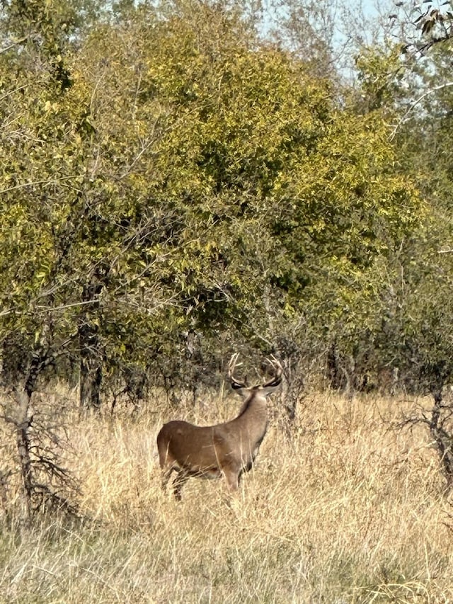 view of local wilderness