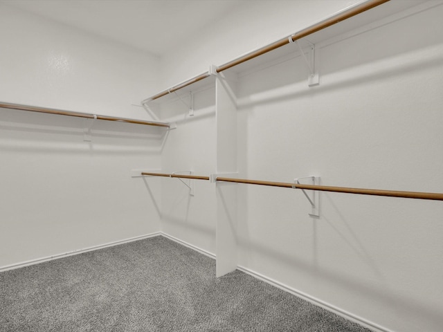 spacious closet featuring carpet