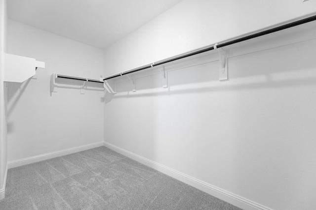 walk in closet with carpet floors