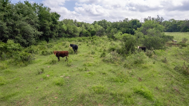 view of nature with a rural view