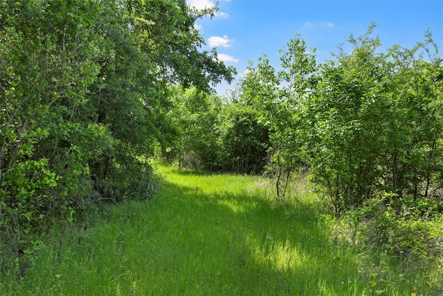 view of nature with a view of trees