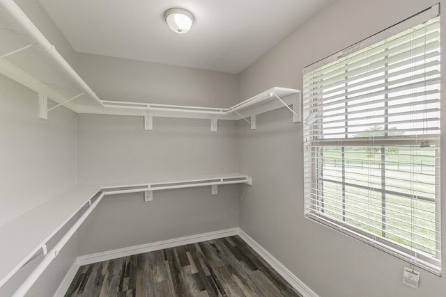 walk in closet featuring dark wood-style flooring