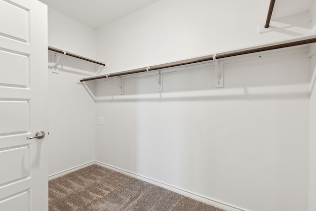 spacious closet featuring carpet floors