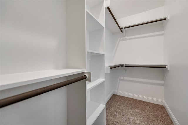 spacious closet featuring carpet floors