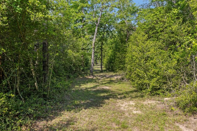 view of local wilderness with a view of trees