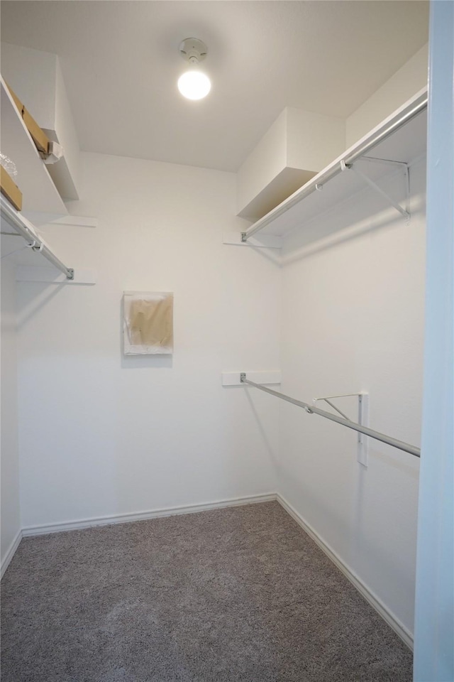 walk in closet featuring carpet flooring