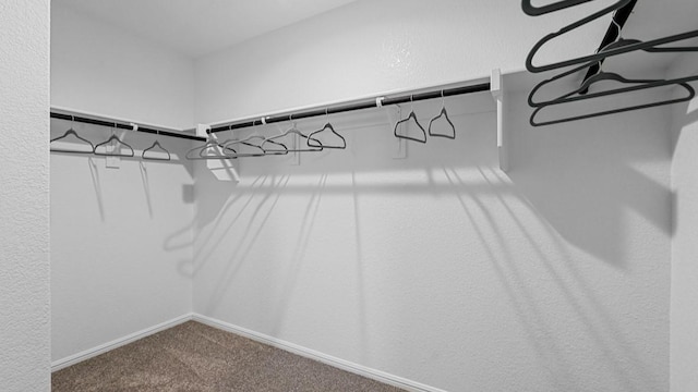walk in closet featuring carpet flooring