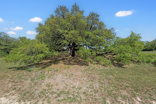 view of nature