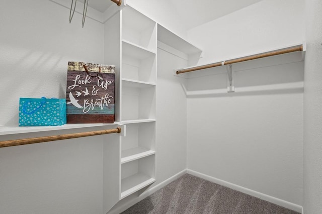 spacious closet featuring carpet floors