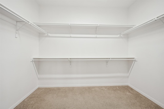 walk in closet with carpet floors