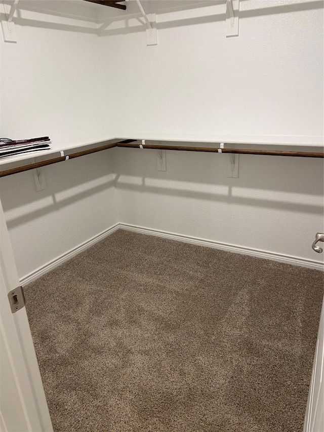 spacious closet featuring carpet flooring