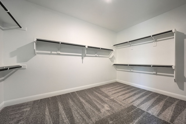 walk in closet featuring carpet
