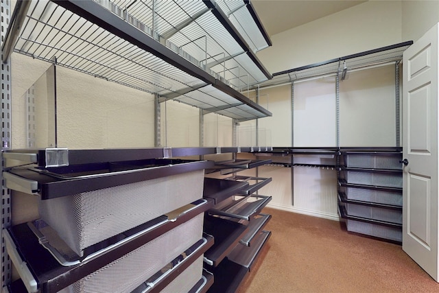 walk in closet with carpet floors