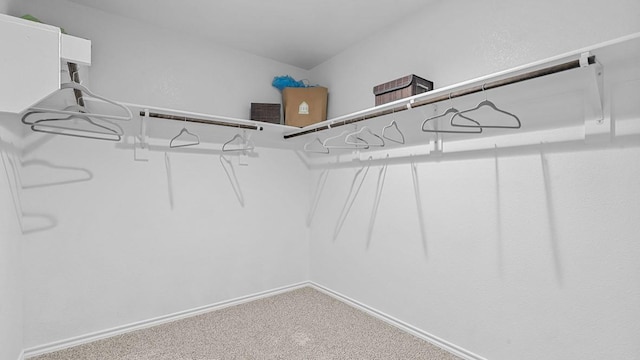 walk in closet featuring carpet floors