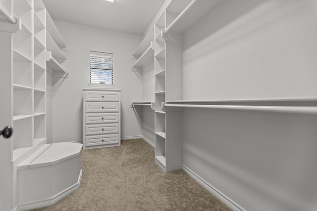 walk in closet featuring carpet flooring