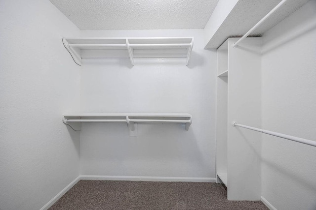 spacious closet featuring carpet