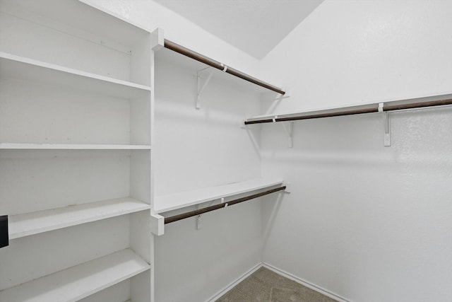 spacious closet featuring carpet