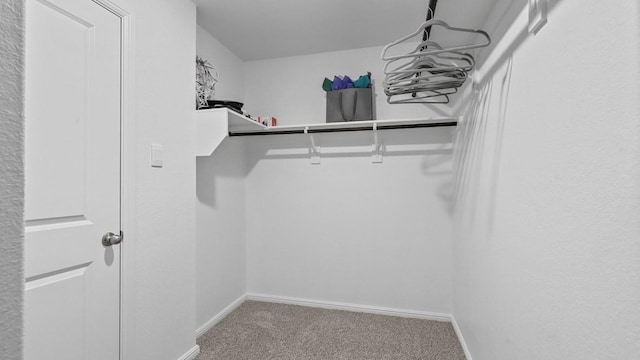 walk in closet with carpet flooring