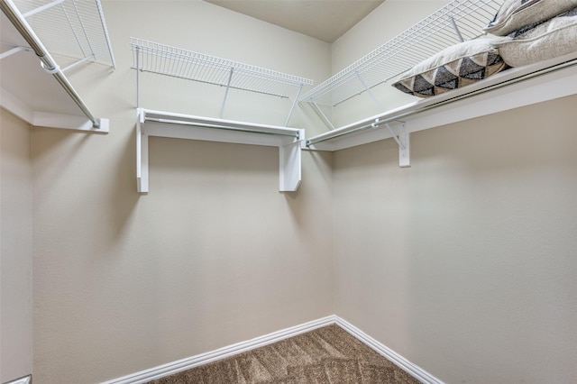 walk in closet with carpet floors