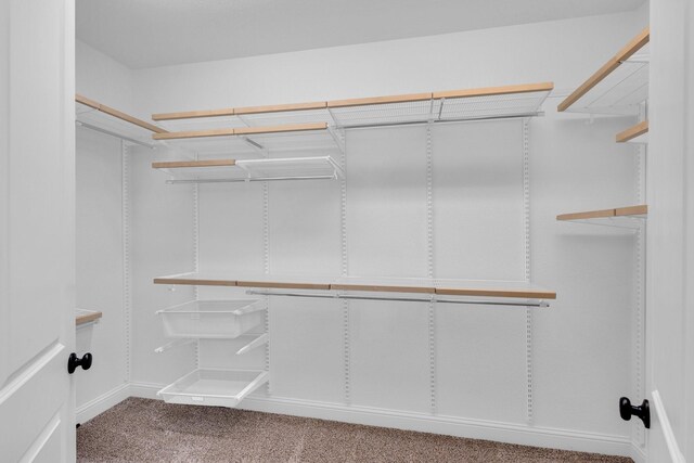 spacious closet featuring carpet