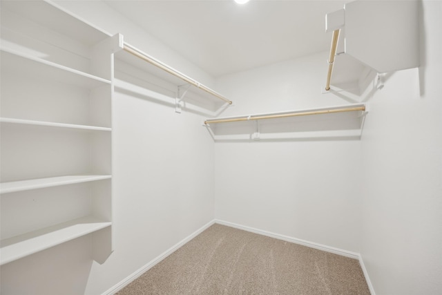 walk in closet featuring carpet flooring