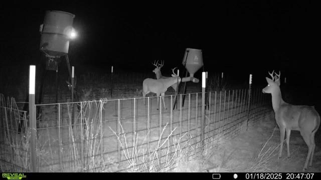163 Campbell Ln, Jacksboro, TX 76458