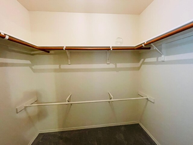 walk in closet with carpet flooring