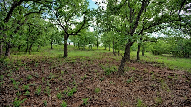 view of local wilderness