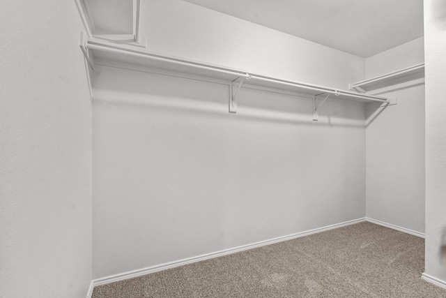 spacious closet featuring carpet floors