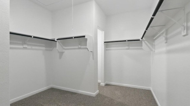 walk in closet with carpet and attic access