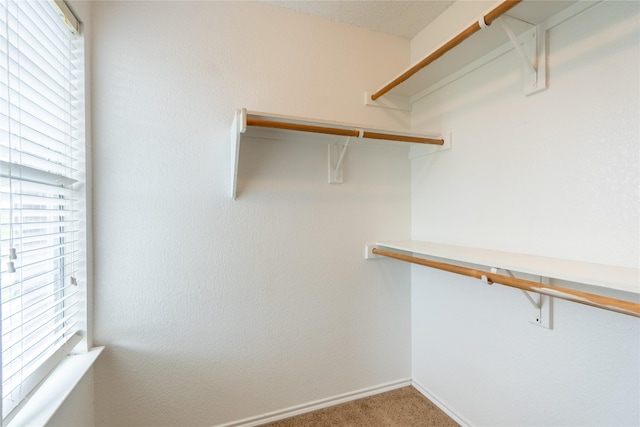spacious closet featuring carpet flooring