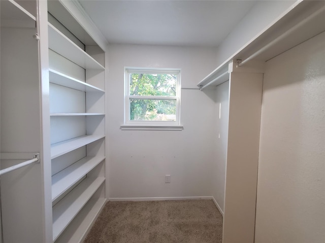 walk in closet featuring carpet floors
