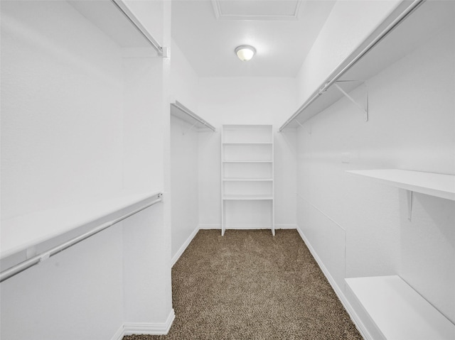 walk in closet featuring carpet floors