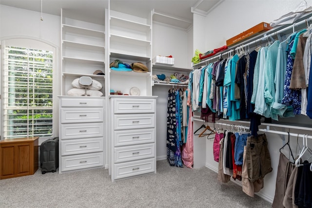 spacious closet featuring carpet